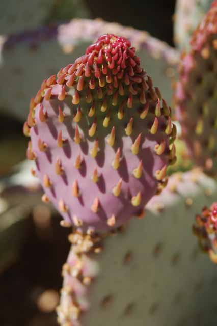 prickly pear bud